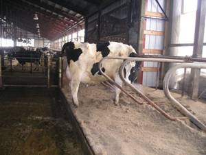 Soaring Eagle Dairy calfing area